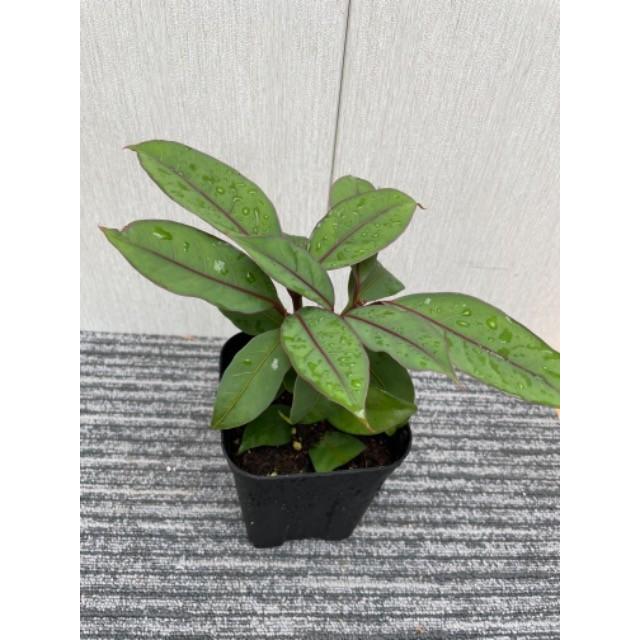 ニーア ビレンス ブルーエクアドル 12cmポット苗 観葉植物 Neea virens