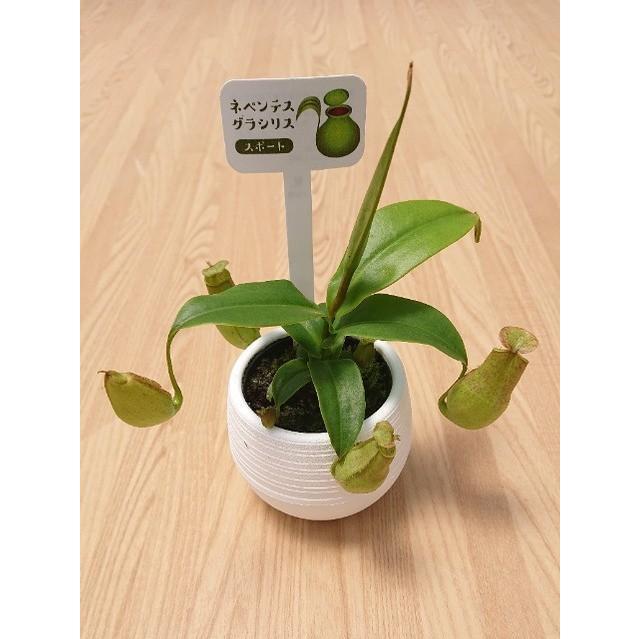 食虫植物 ネペンテス グラシリス スポート Nepenthes gracilis 'Sport