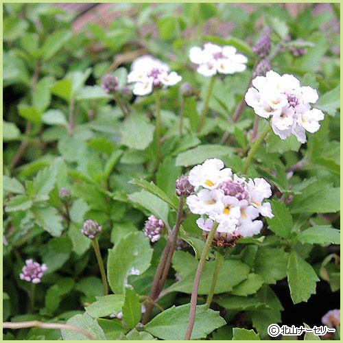 姫岩垂草（ヒメイワダレソウ）の苗 : 植物・園芸専門店 花育通販Yahoo