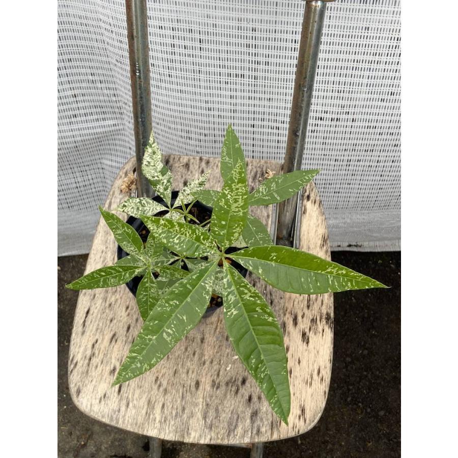 実生苗 斑入りパキラ Pachira glabra／迷彩 散り斑 継ぎなし : 植物