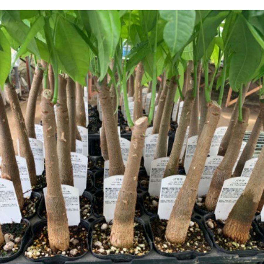 実生苗 パキラ Pachira glabra : 植物・園芸専門店 花育通販Yahoo!店