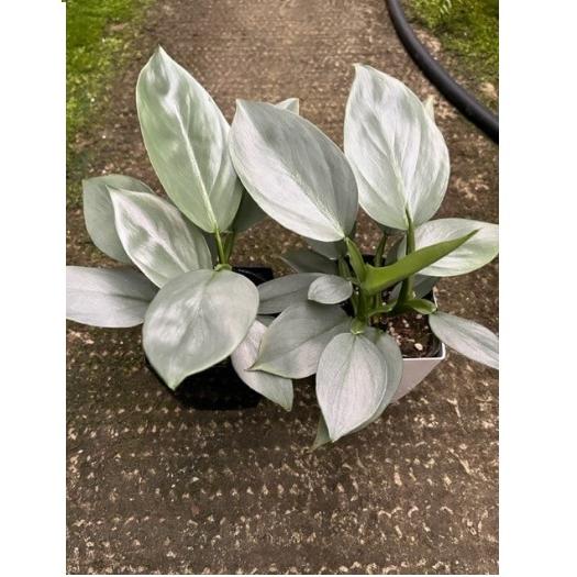 フィロデンドロン・インベ ' シルバーメタル ' Philodendron imbe