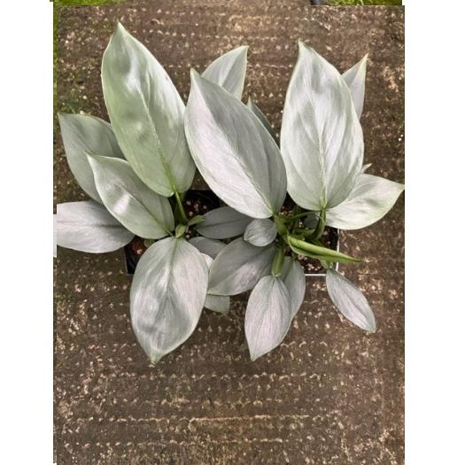 フィロデンドロン・インベ ' シルバーメタル ' Philodendron imbe