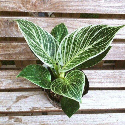 フィロデンドロン・バーキン Philodendron birkin【4-5号鉢】 : 植物