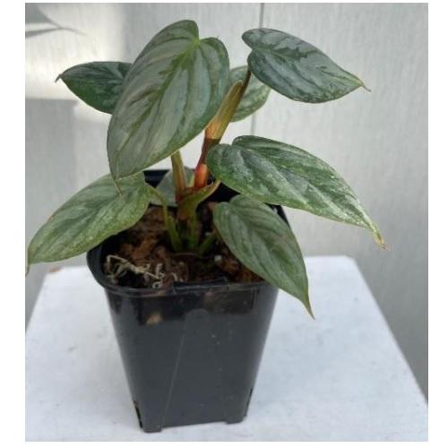 フィロデンドロン ソディロイ 3.5号苗 Philodendron sodiroi 観葉植物