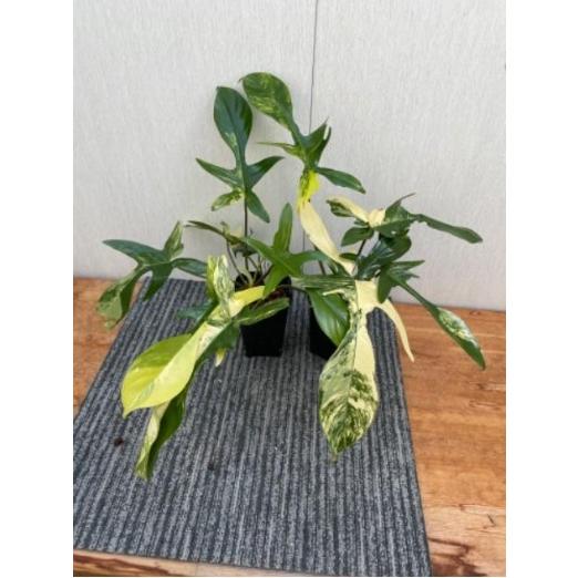 輸入株フィロデンドロン フロリダビューティー✖︎ビレッティアハイブリッド m98589343748_1.jpg?1741777531