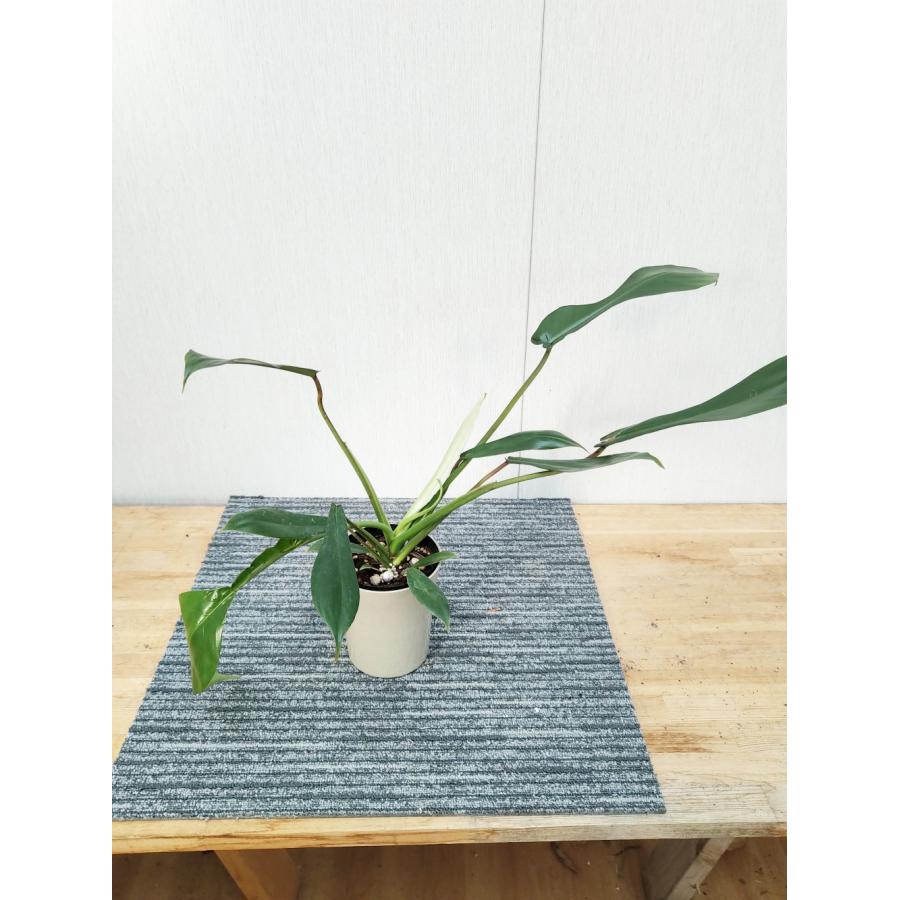 フィロデンドロン　ジョーピー　バリエガータ フィロデンドロン ジョーピー 12-13.5cmポット 苗 観葉植物 : 植物