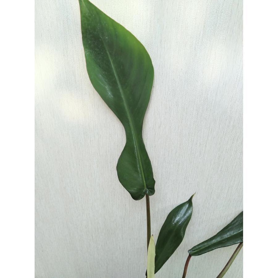 フィロデンドロン ジョーピー 12-13.5cmポット 苗 観葉植物 : 植物