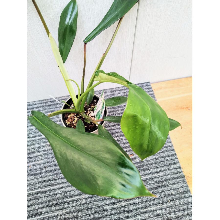フィロデンドロン ジョーピー 12-13.5cmポット 苗 観葉植物 : 植物