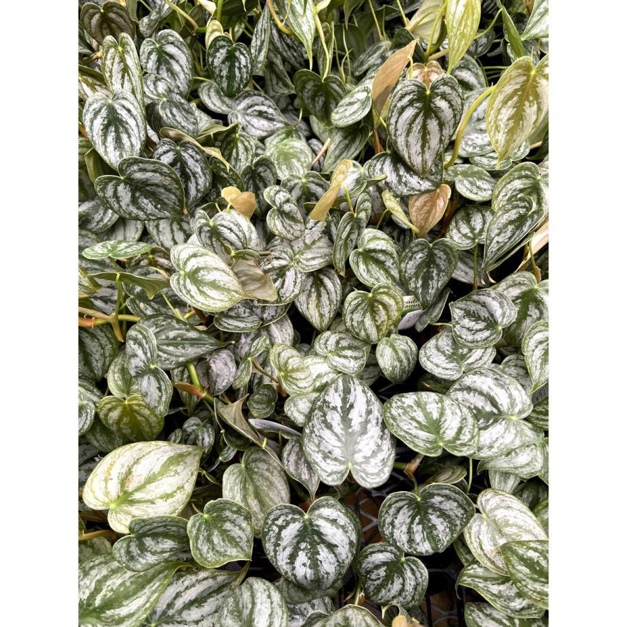 フィロデンドロン・ブランチアナム Philodendron brandtianum【7.5cm