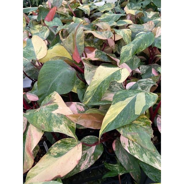 フィロデンドロン ストロベリーシェイク 3.5号ポット苗 Philodendron