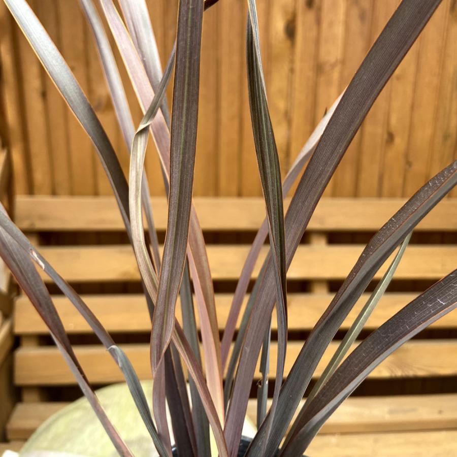 ニューサイラン フォーミウム スペシャルレッド Phormium Special Red 3 5 4号 Ki Phormium 003 花育通販yahoo 店 通販 Yahoo ショッピング