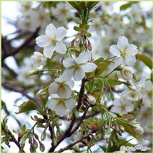 桜（サクラ）苗木 大島桜 : 植物・園芸専門店 花育通販Yahoo!店 - 通販