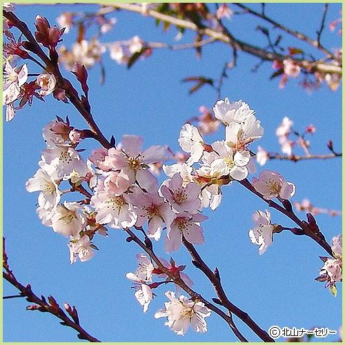 桜（サクラ）苗木 十月桜 : 植物・園芸専門店 花育通販Yahoo!店 - 通販 