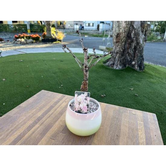 桜（サクラ）苗木 旭山桜（一才桜）／盆栽仕立て（6号春色カラー