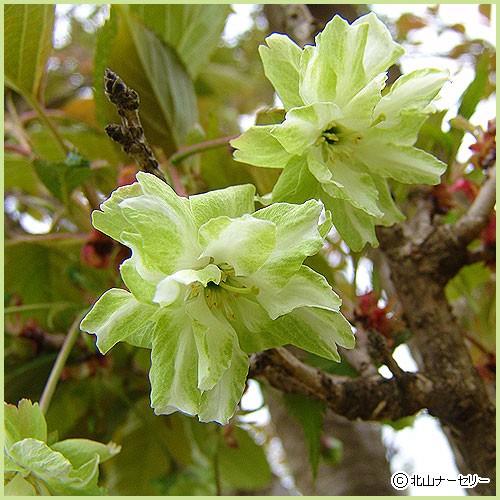 桜（サクラ）苗木 御衣黄（ギョイコウ） : 植物・園芸専門店 花