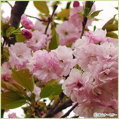 桜（サクラ）苗木　福禄寿（フクロクジュ）｜hanaikushop｜03