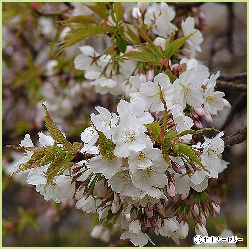 ■新着！　枝垂れ桜の苗木　お譲りします　① 桜の苗木 八重枝垂れ紅 【花木苗 5号／1個売り】｜ 【植物の