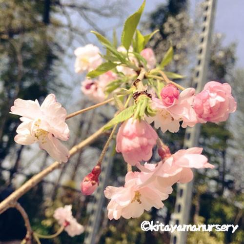 桜（サクラ）苗木 八重紅枝垂れ : 植物・園芸専門店 花育通販Yahoo!店