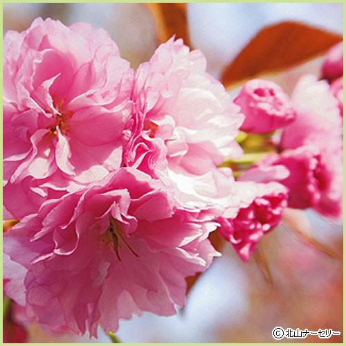 紅桜クレナイサクラ様 41MisnqUMhL.jpg_BO30,255,255,