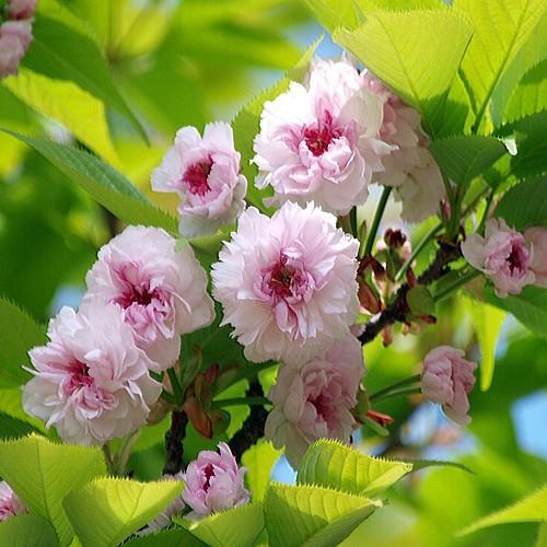 桜(サクラ)苗木 兼六園菊桜 : 植物・園芸専門店 花育通販Yahoo 桜(サクラ)苗木 兼六園菊桜 : 植物・園芸専門店 花育通販Yahoo