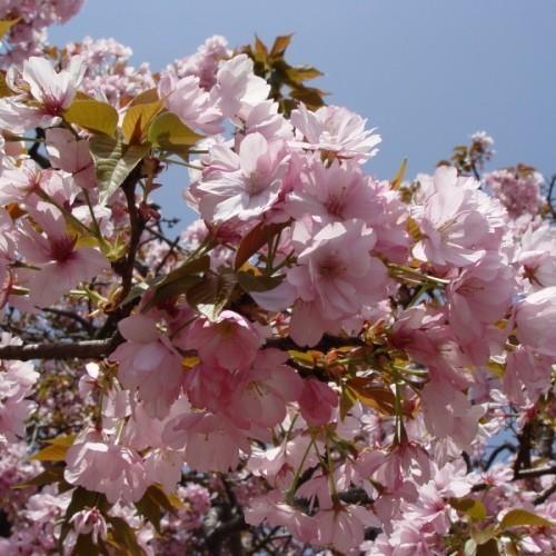 桜（サクラ）苗木　高砂（タカサゴ）【南殿桜（ナデンザクラ）】5号鉢植え【盆栽】｜hanaikushop｜02