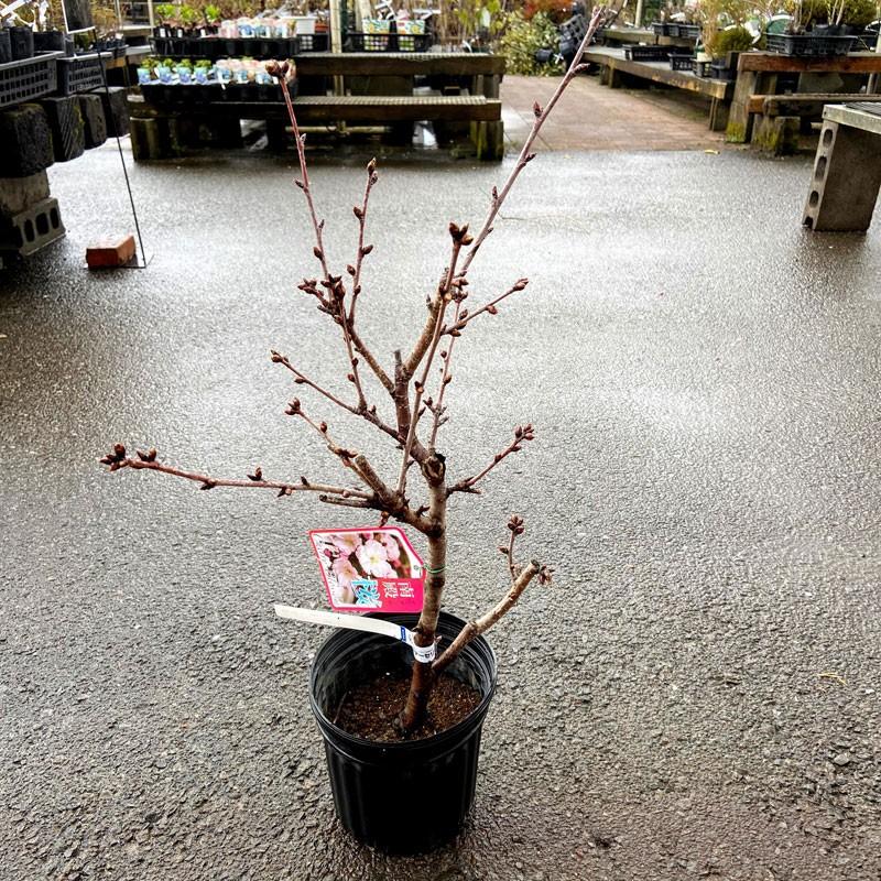 桜 サクラ 苗木 高砂 タカサゴ 南殿桜 ナデンザクラ 6号 Ki Sakura 045 06 花育通販yahoo 店 通販 Yahoo ショッピング