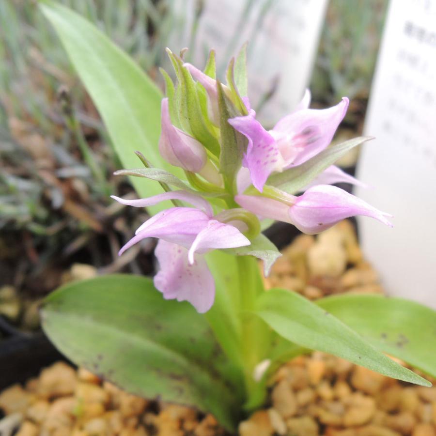 山野草・高山植物の苗 白山千鳥（ハクサンチドリ） : 植物・園芸専門店