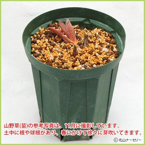 山野草・高山植物の苗 紅花山芍薬（ベニバナヤマシャクヤク） : 植物