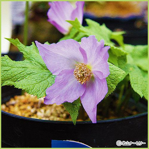 独特な店 山野草 高山植物の苗 シラネアオイ Aynaelda Com