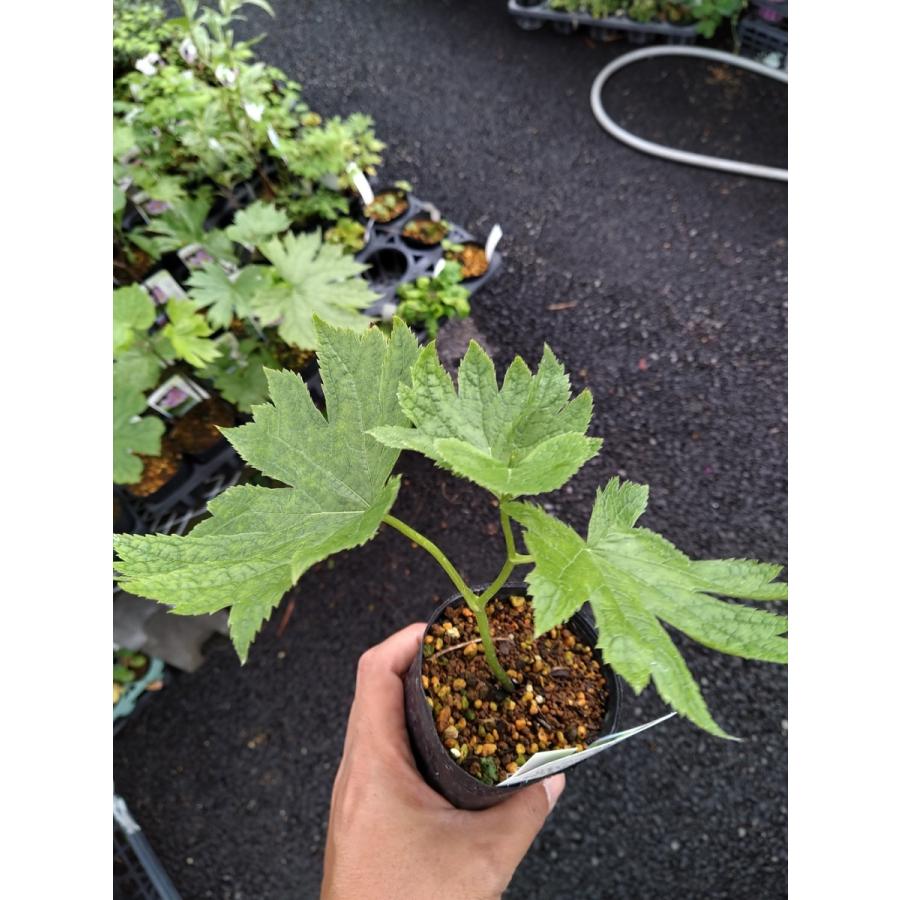 独特な店 山野草 高山植物の苗 シラネアオイ Aynaelda Com