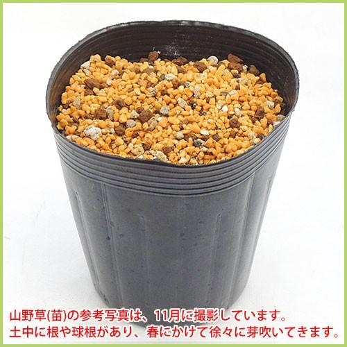山野草・高山植物の苗 日本熊谷草（クマガイソウ） : 植物・園芸専門店