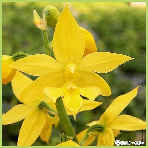 【山採り原種】黄エビネ（キエビネ）20株セット 春開花見込み 山野草・高山植物の苗 キエビネ : 植物・園芸専門店 花育通販Yahoo!店
