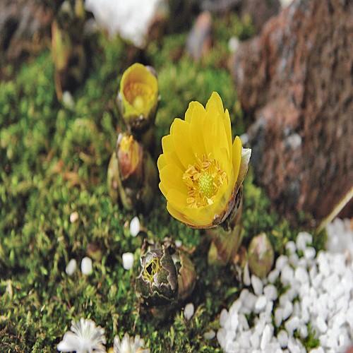 山野草・高山植物の苗 福寿草（フクジュソウ）福寿海 2芽 : 植物・園芸