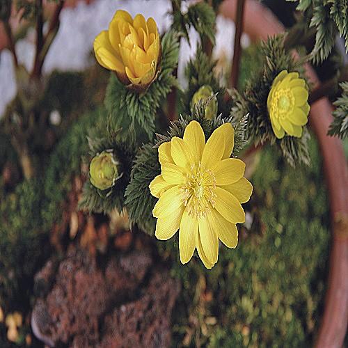 山野草・高山植物の苗 福寿草（フクジュソウ）福寿海 2芽 : 植物・園芸