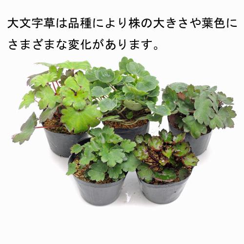 山野草・高山植物の苗 大文字草「紅珊瑚」 : 植物・園芸専門店 花育