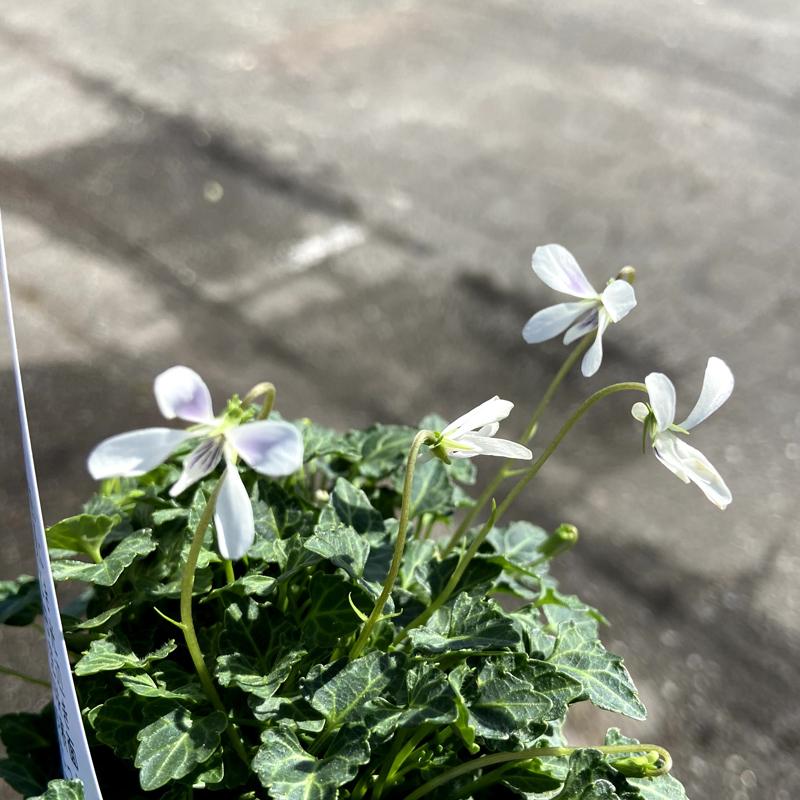 八重山屋久島スミレの苗 : 植物・園芸専門店 花育通販Yahoo!店 - 通販