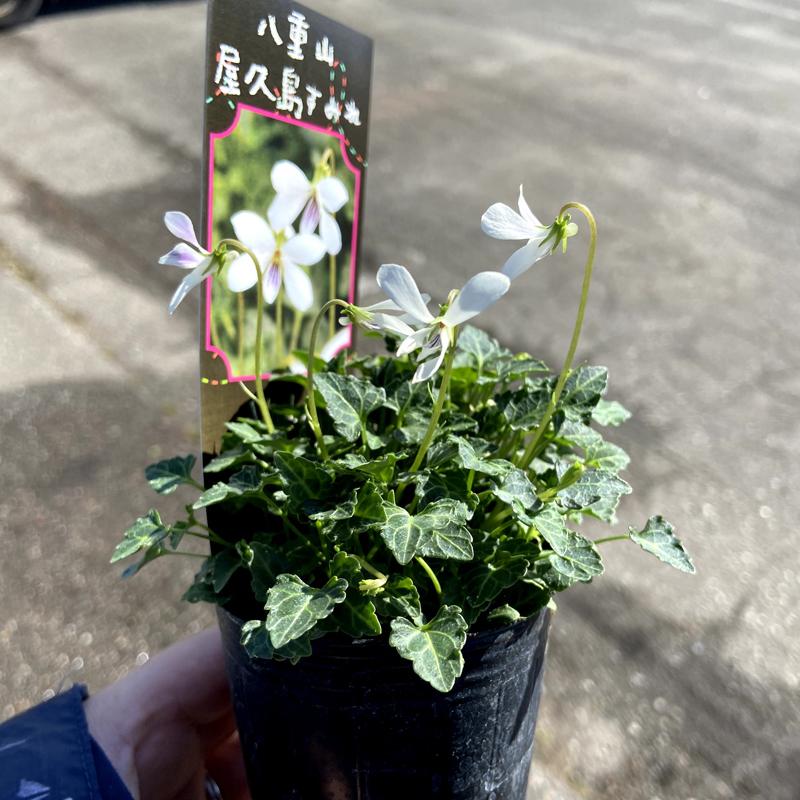 八重山屋久島スミレの苗 : 植物・園芸専門店 花育通販Yahoo!店 - 通販