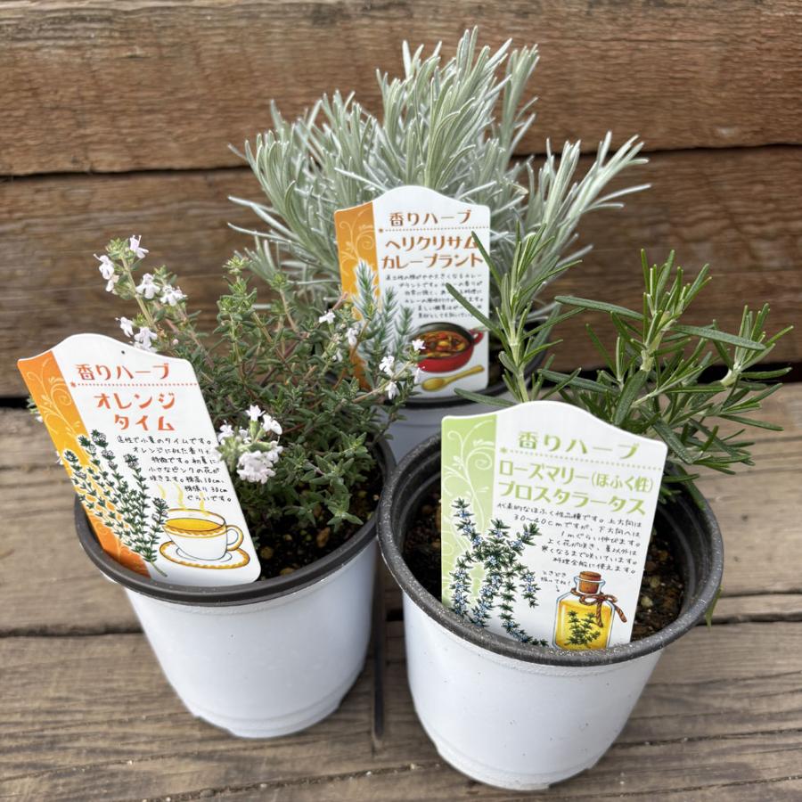 ハーブ苗 香りハーブセット（3苗） : 植物・園芸専門店 花育通販Yahoo