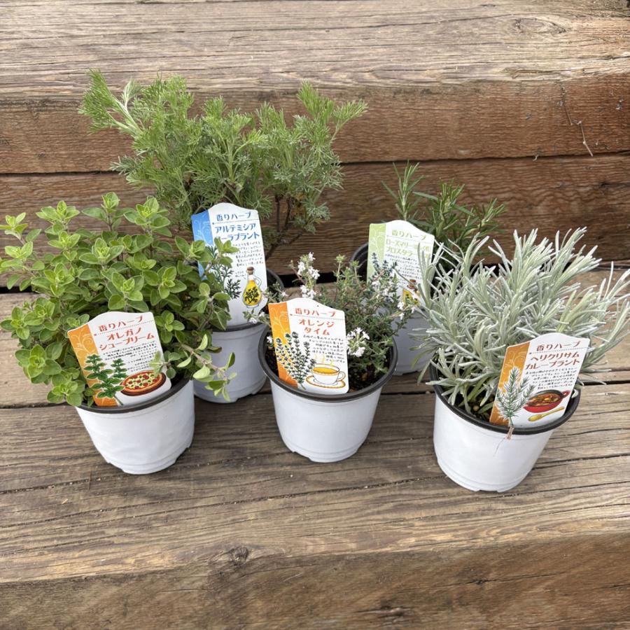 ハーブ苗 香りハーブセット（3苗） : 植物・園芸専門店 花育通販Yahoo