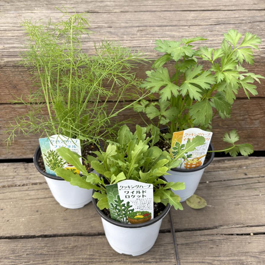 【user_089a169c様ご注文苗】その3 ハーブ苗 クッキングハーブセット（3苗） : 植物・園芸専門店 花育通販
