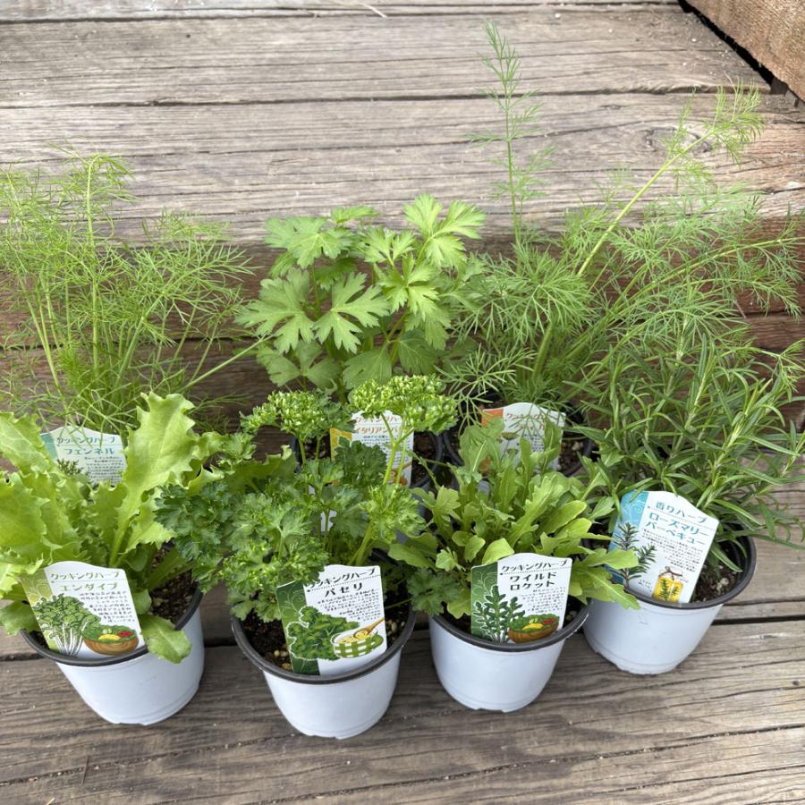 ハーブ苗 クッキングハーブセット（3苗） : 植物・園芸専門店 花育通販