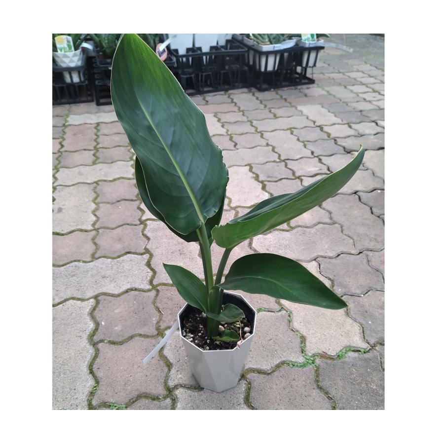 ストレリチア・レギネ 4号 Strelitzia reginae 観葉植物 : 植物・園芸