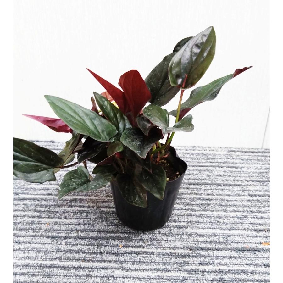 シンゴニウム チョコレート 10.5-12cmポット苗 観葉植物 シンゴ