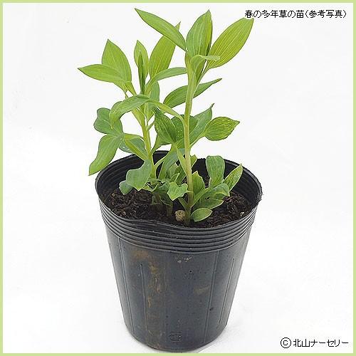 アルストロメリア・オレンジパーフェクションの苗 : 植物・園芸専門店