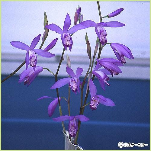 シラン（紫蘭）・ブルーシランの苗 : 植物・園芸専門店 花育通販Yahoo 