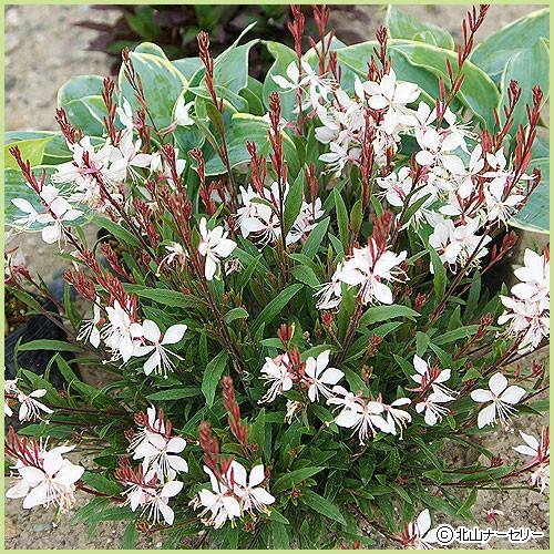 ガウラ バーシフルフェアリー ベインズフェアリー の苗 Ki Tanen 056 花育通販yahoo 店 通販 Yahoo ショッピング