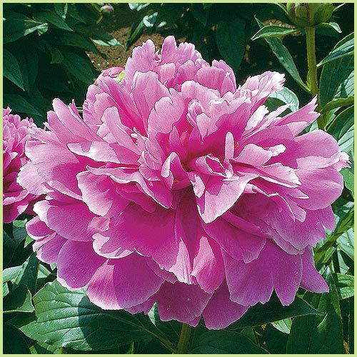 芍薬（シャクヤク／ピオニー） 夕映（ゆうばえ）の苗 : 植物・園芸専門