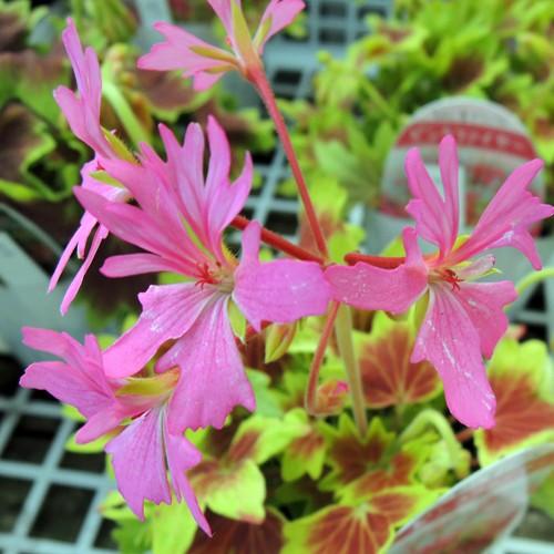もみじ葉ゼラニウムの苗 Ki Tanen 065 花育通販yahoo 店 通販 Yahoo ショッピング