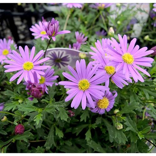 ブラキカム ブラスコ バイオレット の苗 Ki Tanen 131 花育通販yahoo 店 通販 Yahoo ショッピング